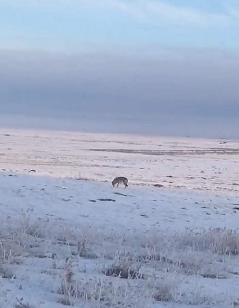 Foto - Aç kalan kurt, Ardahan Ovası'na indi