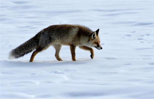 Foto - Aç kalan tilki fare avına çıktı