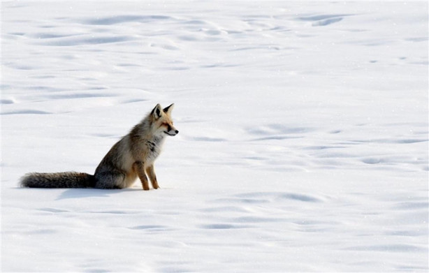 Aç kalan tilki fare avına çıktı