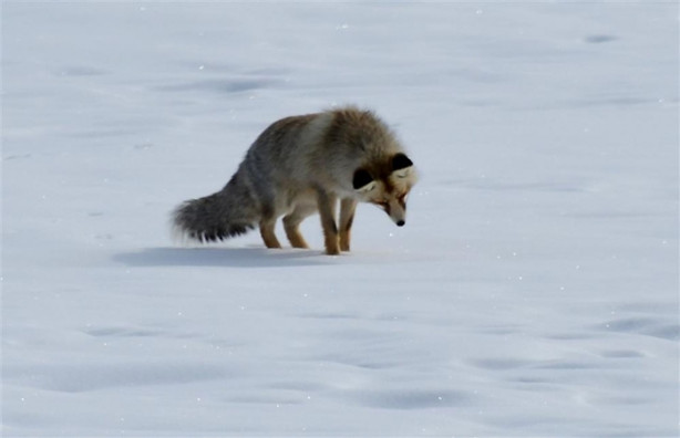 Foto - Aç kalan tilki fare avına çıktı