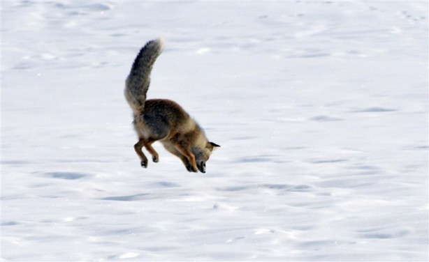 Foto - Aç kalan tilki fare avına çıktı