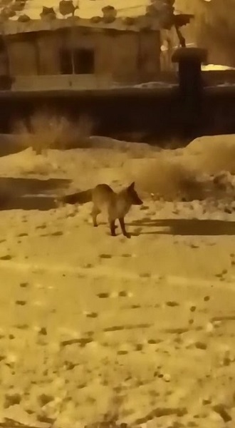 Foto - Aç kalan tilki ilçe merkezine böyle indi