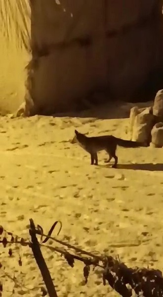 Foto - Aç kalan tilki ilçe merkezine böyle indi