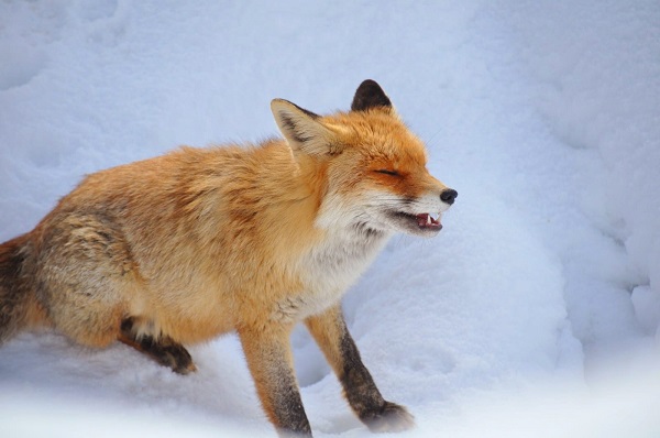 Aç kalan tilkiden unutulmaz pozlar