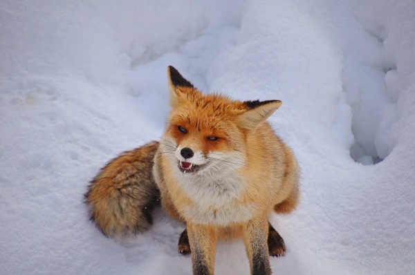 Foto - Aç kalan tilkiden unutulmaz pozlar