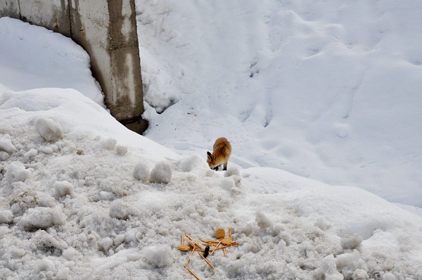 Foto - Aç kalan tilkiden unutulmaz pozlar
