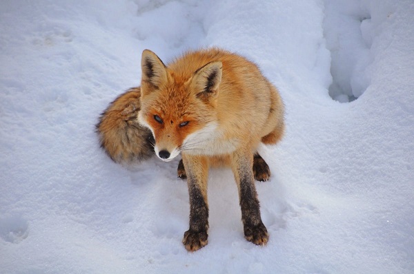 Foto - Aç kalan tilkiden unutulmaz pozlar