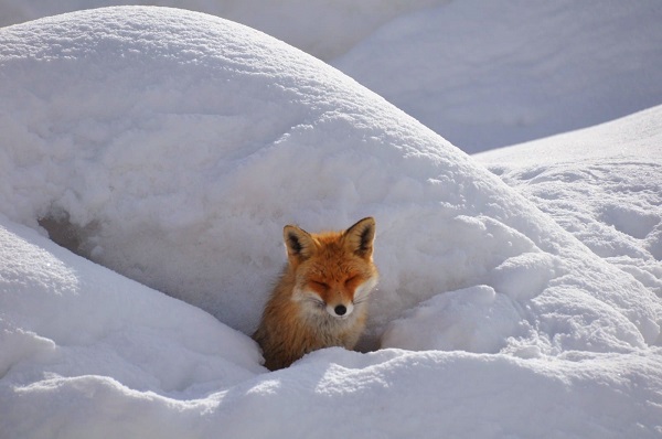 Foto - Aç kalan tilkiden unutulmaz pozlar