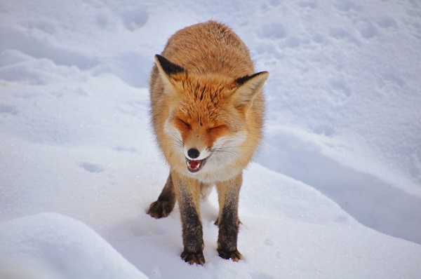 Foto - Aç kalan tilkiden unutulmaz pozlar
