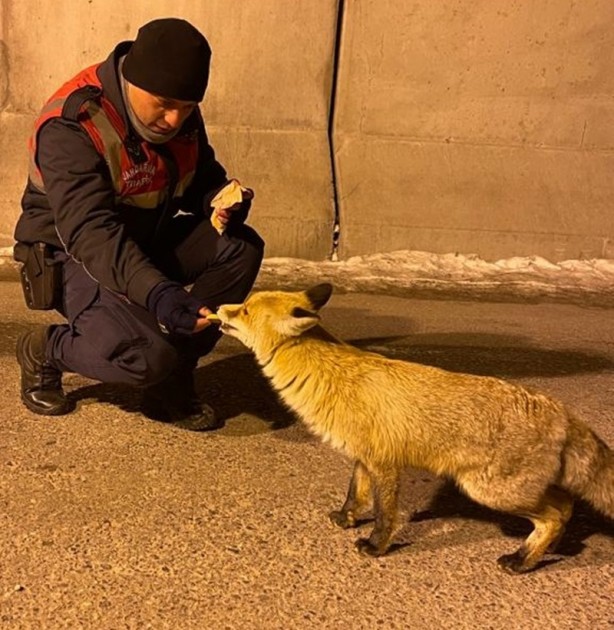 Foto - Aç kalan tilkiyi jandarma eliyle besledi
