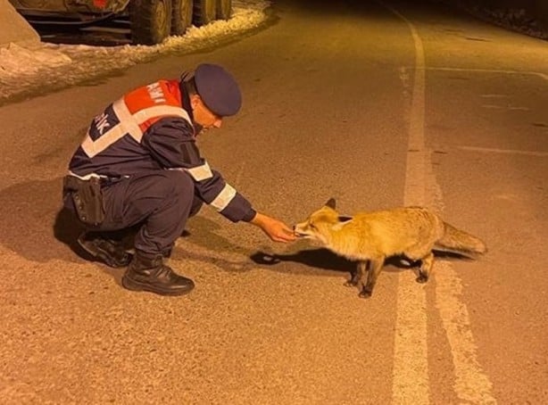 Foto - Aç kalan tilkiyi jandarma eliyle besledi