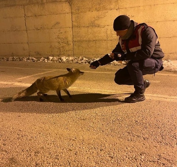 Foto - Aç kalan tilkiyi jandarma eliyle besledi