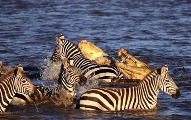 Foto - Aç kalan timsah yavrusunu yedi!