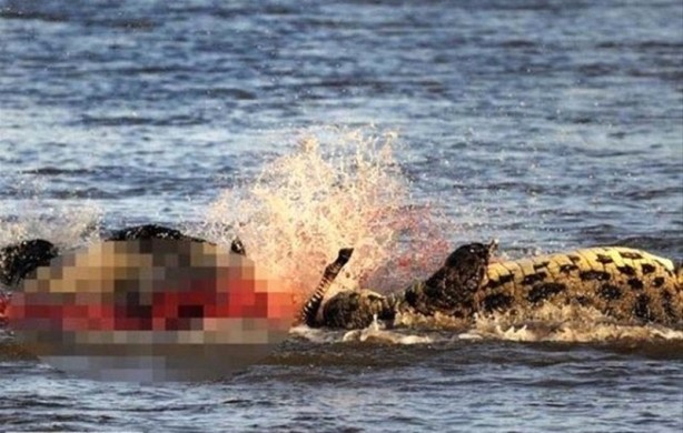 Foto - Aç kalan timsah yavrusunu yedi!