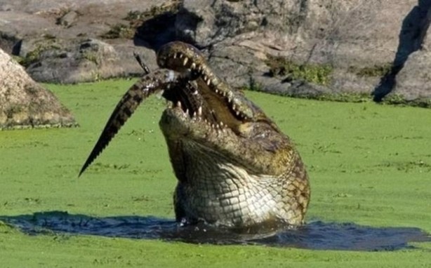 Foto - Aç kalan timsah yavrusunu yedi!