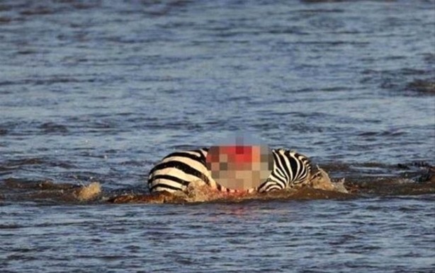 Foto - Aç kalan timsah yavrusunu yedi!