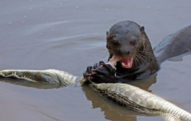 Foto - Aç kalan timsah yavrusunu yedi!
