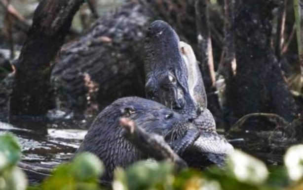 Foto - Aç kalan timsah yavrusunu yedi!