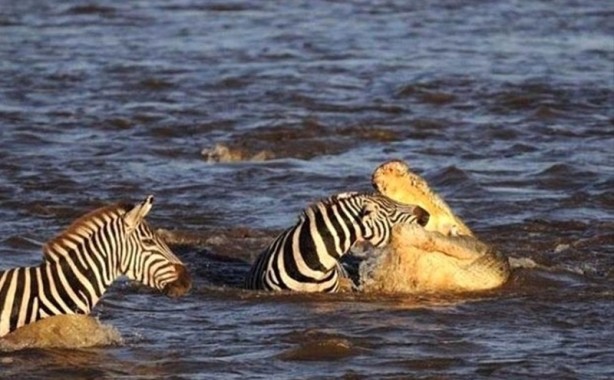 Foto - Aç kalan timsah yavrusunu yedi!