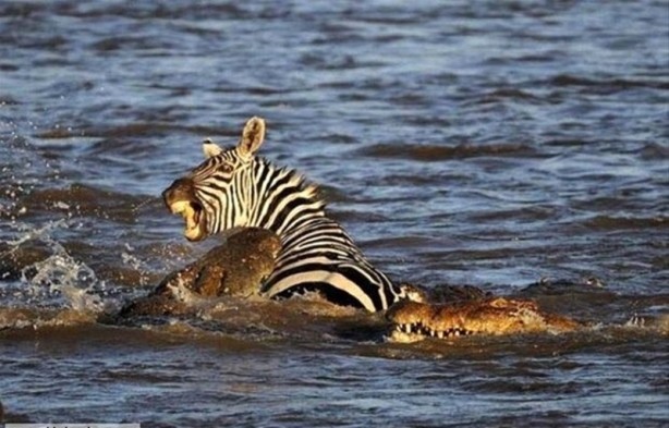 Foto - Aç kalan timsah yavrusunu yedi!