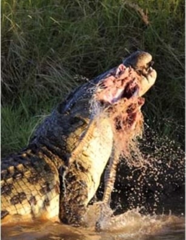 Foto - Aç kalan timsah yavrusunu yedi!