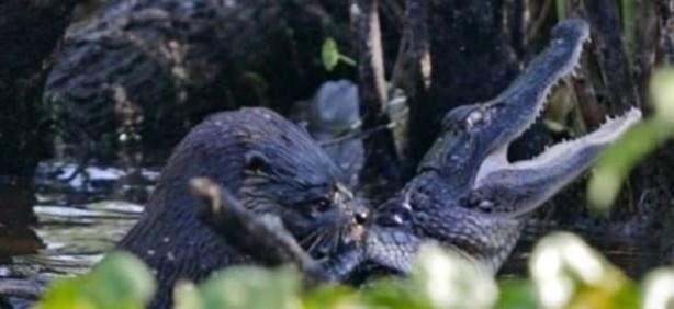 Foto - Aç kalan timsah yavrusunu yedi!