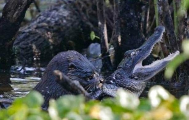 Foto - Aç kalan timsah yavrusunu yedi!