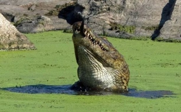 Foto - Aç kalan timsah yavrusunu yedi!