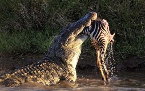 Foto - Aç kalan timsah yavrusunu yedi!