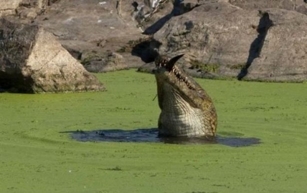 Foto - Aç kalan timsah yavrusunu yedi!