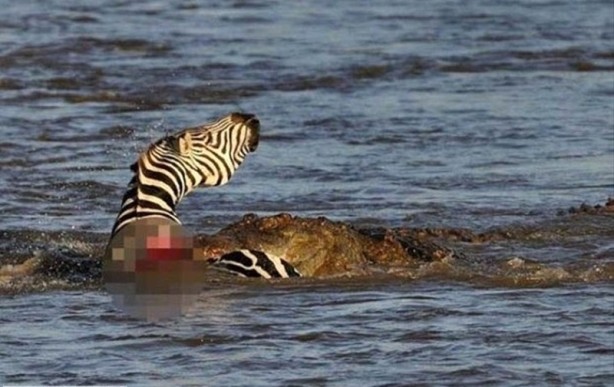 Foto - Aç kalan timsah yavrusunu yedi!