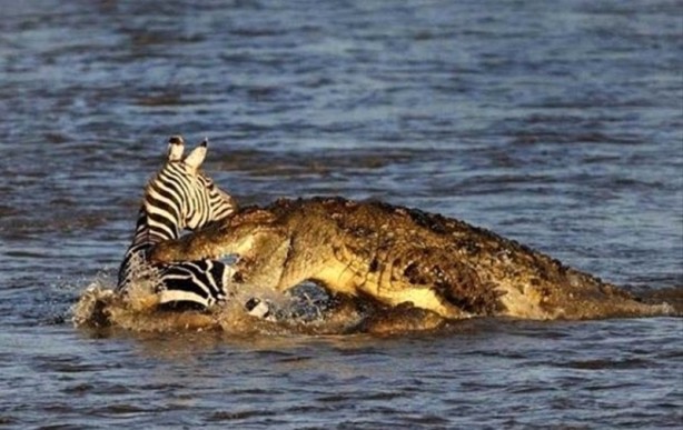 Foto - Aç kalan timsah yavrusunu yedi!