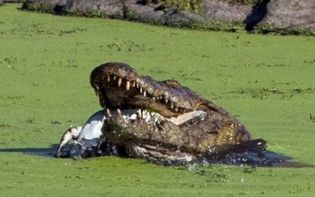 Foto - Aç kalan timsah yavrusunu yedi!