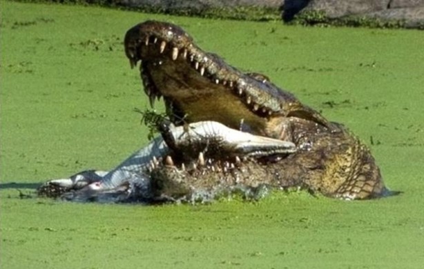 Aç kalan timsah yavrusunu yedi!