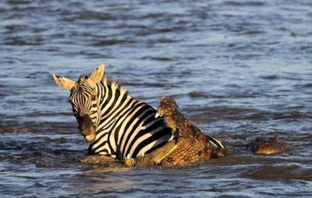 Foto - Aç kalan timsah yavrusunu yedi!