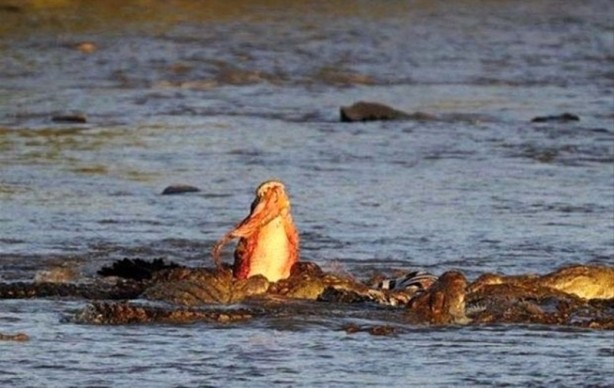 Foto - Aç kalan timsah yavrusunu yedi!