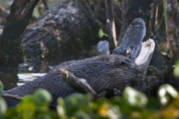 Foto - Aç kalan timsah yavrusunu yedi!