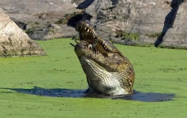 Foto - Aç kalan timsah yavrusunu yedi!