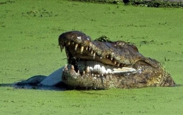 Foto - Aç kalınca yavrusunu yedi!