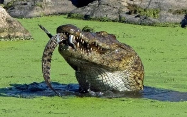 Foto - Aç kalınca yavrusunu yedi!