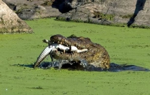 Foto - Aç kalınca yavrusunu yedi!