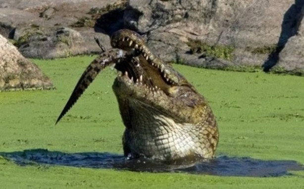 Foto - Aç kalınca yavrusunu yedi!