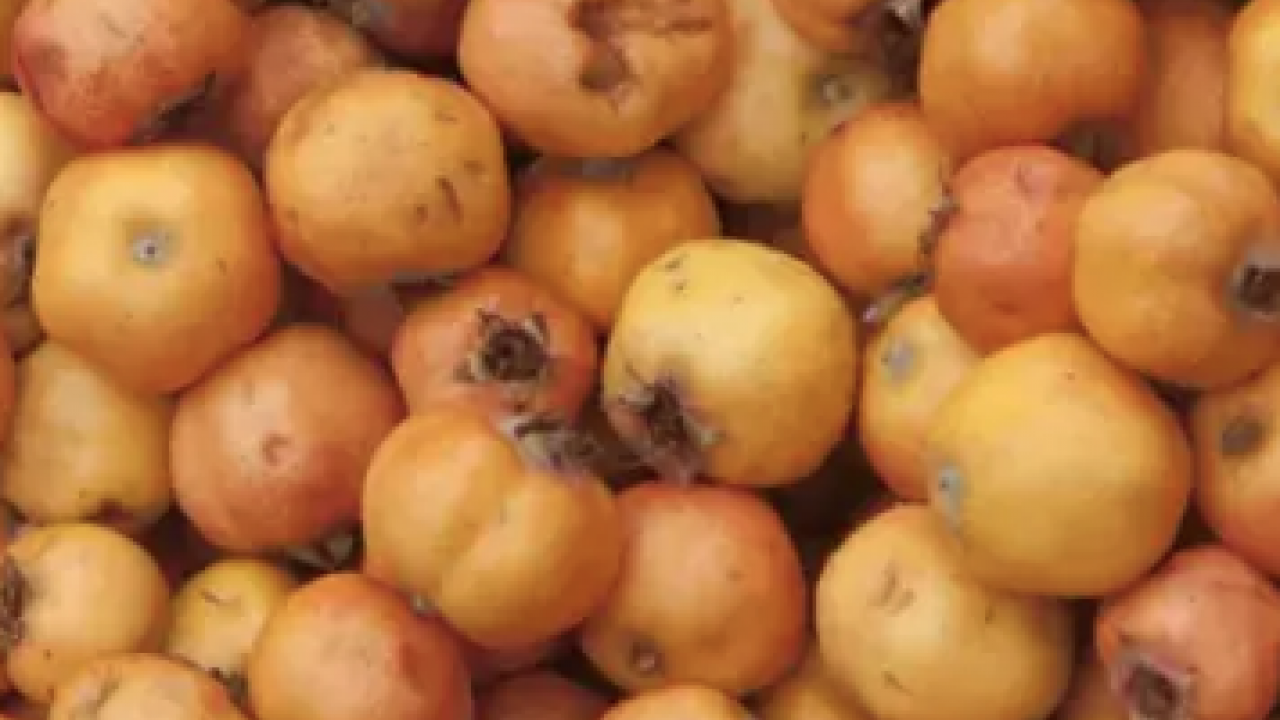 Aç karnına bir avuç yerseniz... Tabağına diz diz tüket ve hastalıklardan kurtul! 