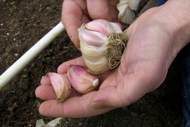 Foto - Aç karnına sarımsak yemenin inanılmaz faydaları: yok ediyor! Duyan duymayanlara haber etsin