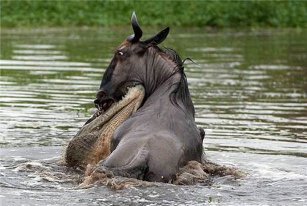 Foto - Aç timsah ve antilop kapıştı! İşte görüntüler...