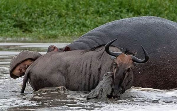 Foto - Aç timsah ve antilop kapıştı! İşte görüntüler...