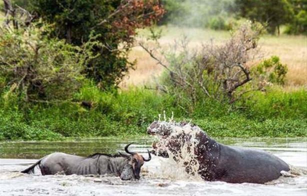 Foto - Aç timsah ve antilop kapıştı! İşte görüntüler...