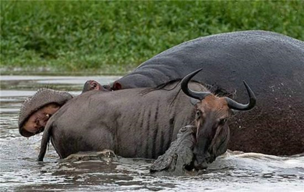 Foto - Aç timsah ve antilop kapıştı! İşte görüntüler...