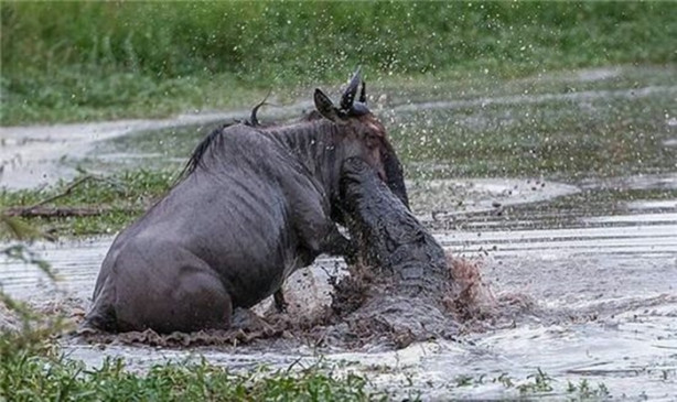 Foto - Aç timsah ve antilop kapıştı! İşte görüntüler...