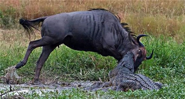 Foto - Aç timsah ve antilop kapıştı! İşte görüntüler...